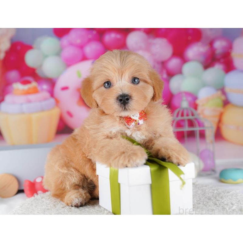 販売中の東京都のマルプー:マルチーズ×トイプードル-424924の5枚目