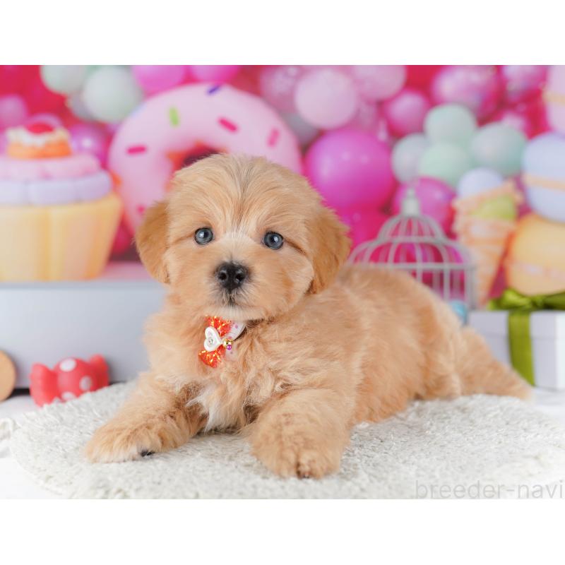 販売中の東京都のマルプー:マルチーズ×トイプードル-424924の4枚目