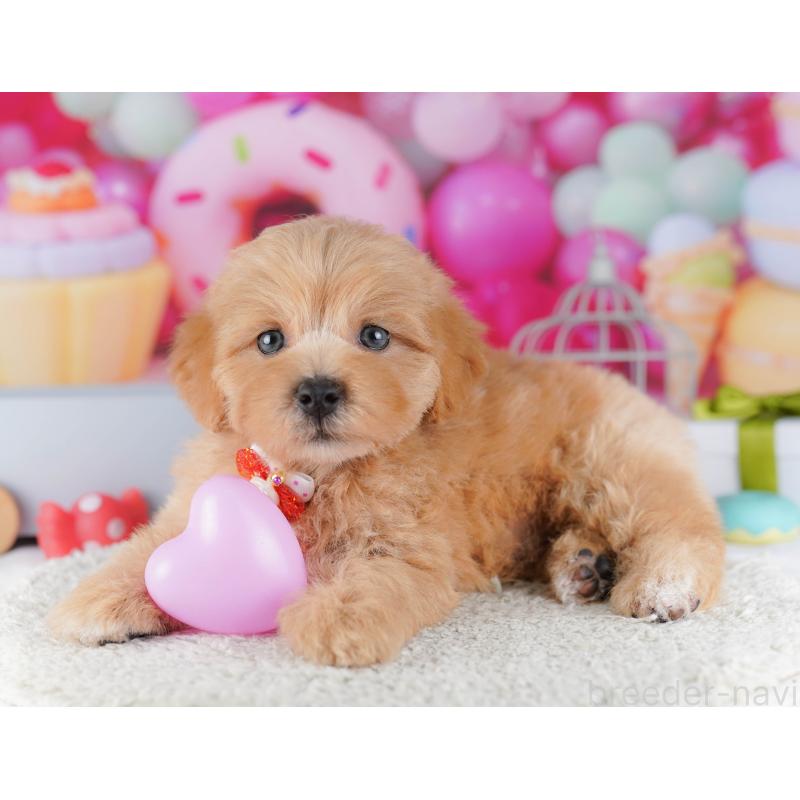 販売中の東京都のマルプー:マルチーズ×トイプードル-424924の3枚目