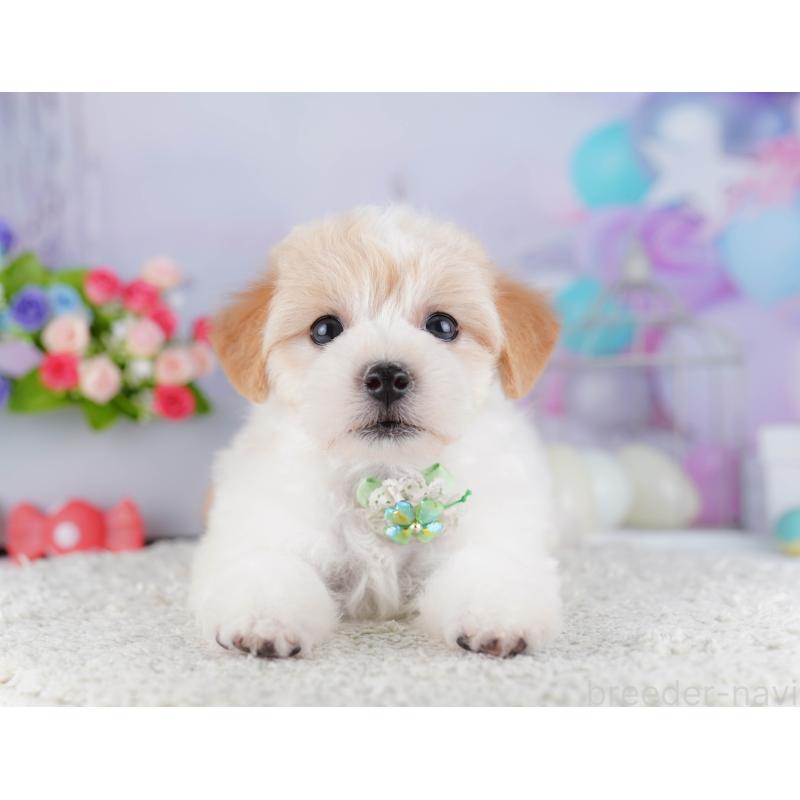 販売中の東京都のマルプー:マルチーズ×トイプードル-424923の9枚目