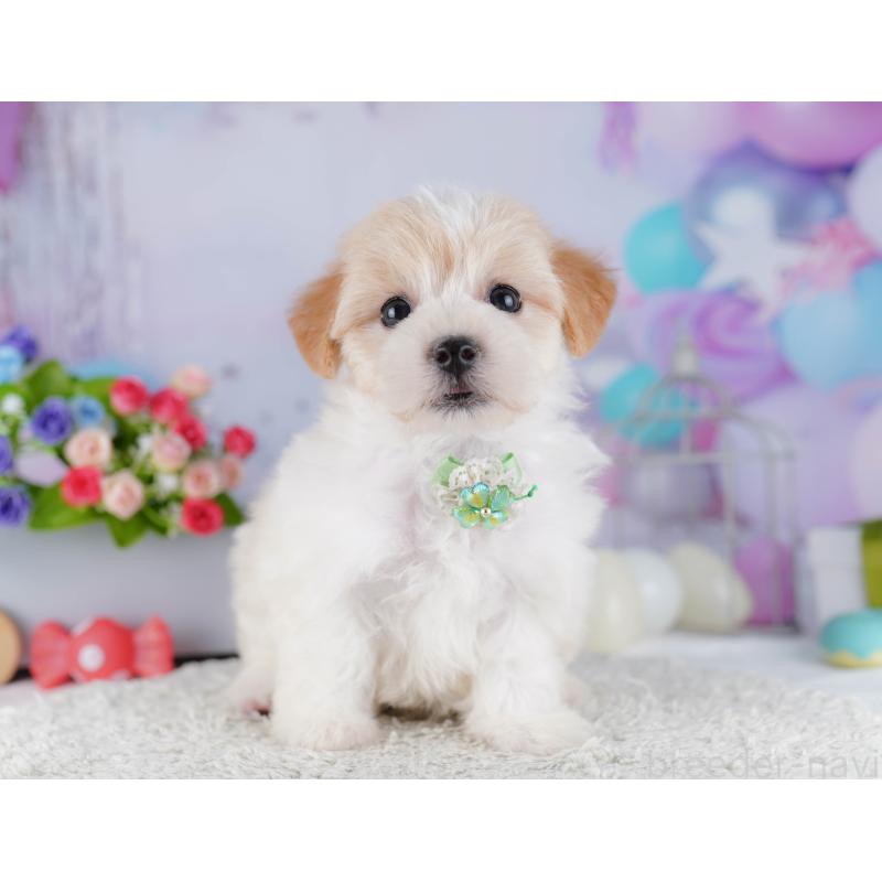 販売中の東京都のマルプー:マルチーズ×トイプードル-424923の8枚目