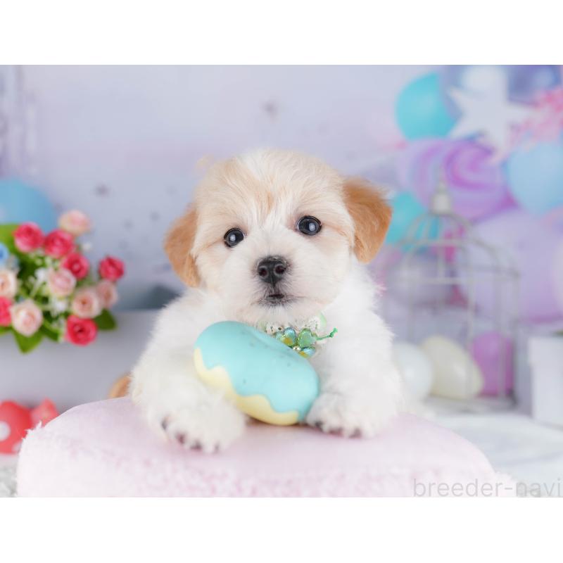 販売中の東京都のマルプー:マルチーズ×トイプードル-424923の7枚目