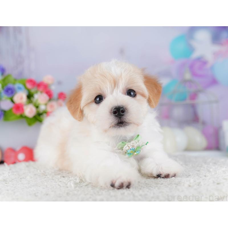 販売中の東京都のマルプー:マルチーズ×トイプードル-424923の6枚目