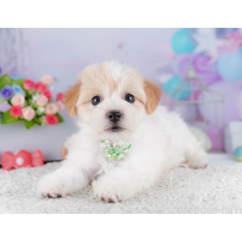 販売中の東京都のマルプー:マルチーズ×トイプードル-424923の5枚目