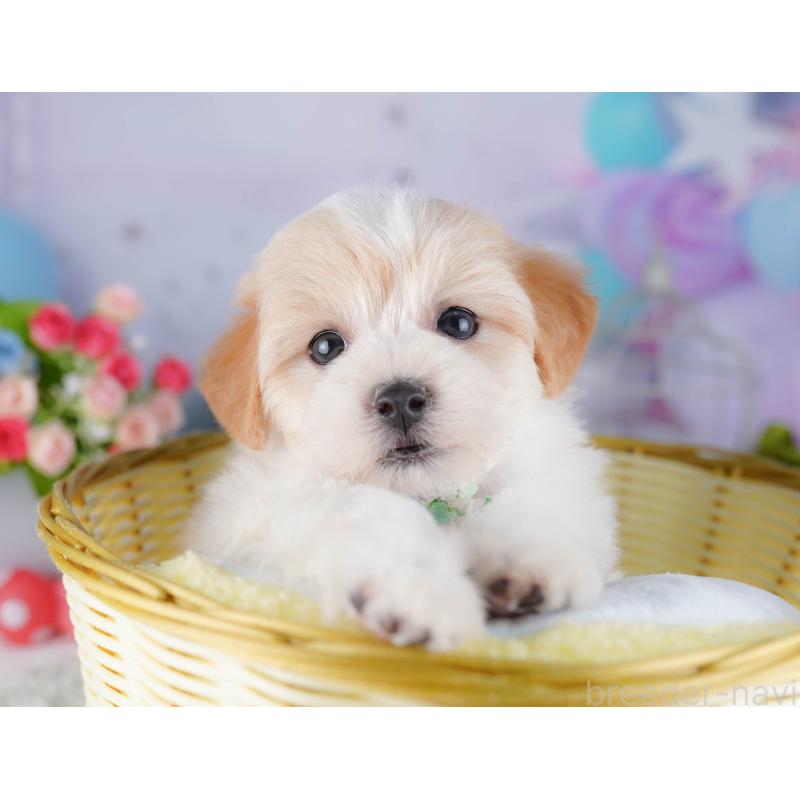 販売中の東京都のマルプー:マルチーズ×トイプードル-424923の4枚目