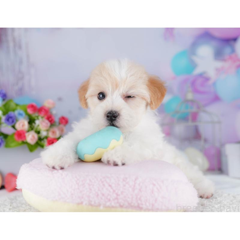 販売中の東京都のマルプー:マルチーズ×トイプードル-424923の3枚目