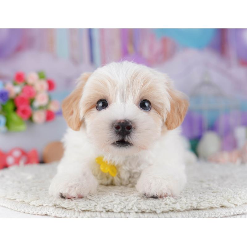 販売中の東京都のマルプー:マルチーズ×トイプードル-424919の9枚目