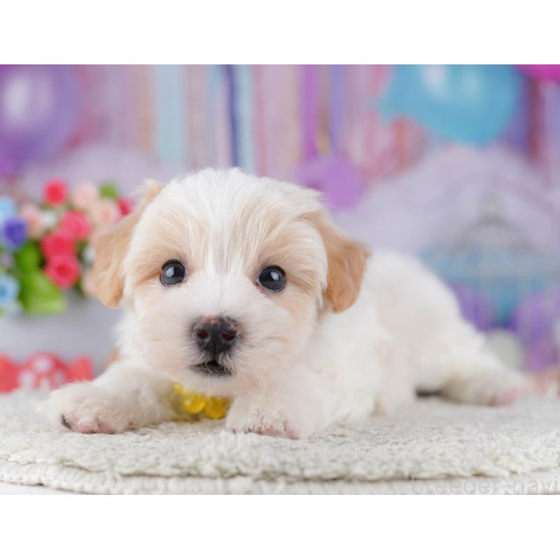 販売中の東京都のマルプー:マルチーズ×トイプードル-424919の8枚目