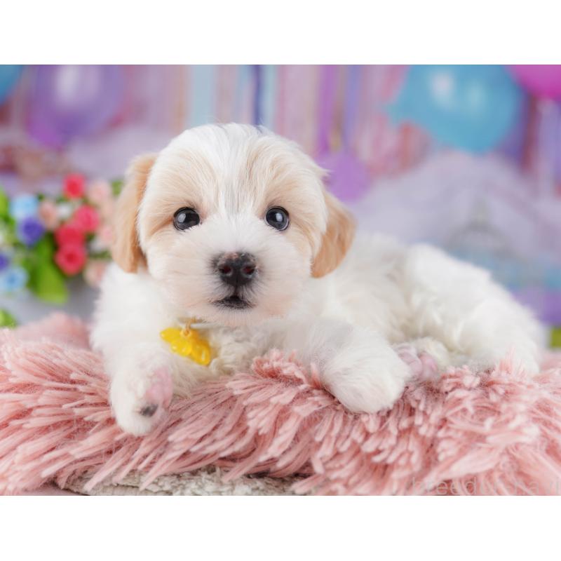 販売中の東京都のマルプー:マルチーズ×トイプードル-424919の7枚目