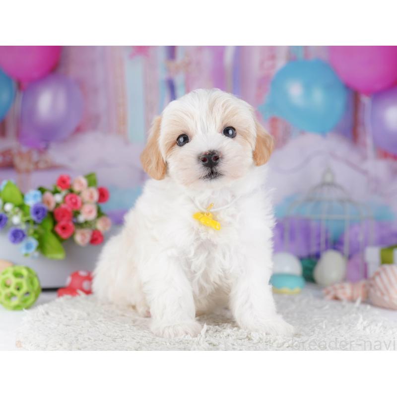 販売中の東京都のマルプー:マルチーズ×トイプードル-424919の6枚目