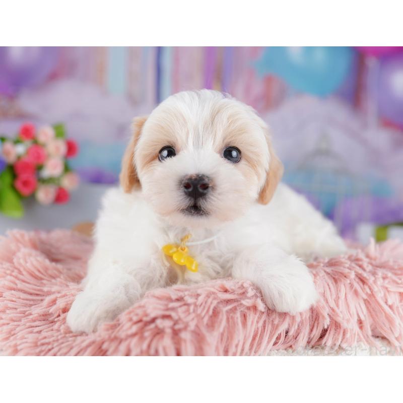 販売中の東京都のマルプー:マルチーズ×トイプードル-424919の4枚目