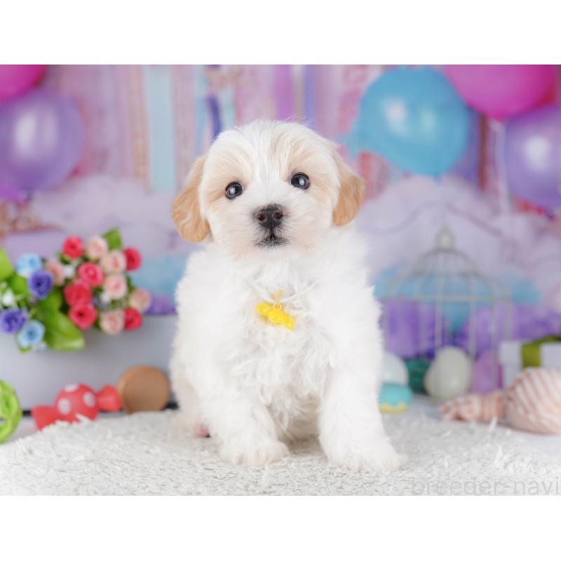 販売中の東京都のマルプー:マルチーズ×トイプードル-424919の3枚目