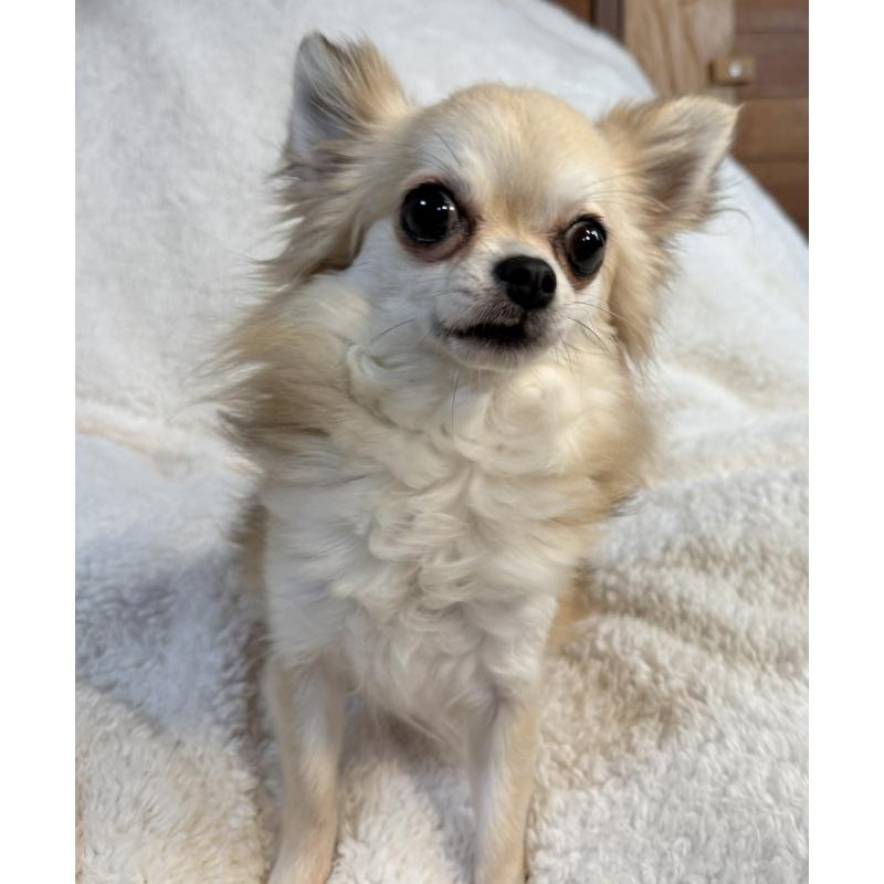 販売中の滋賀県のチワワ(ロングコート)-424169