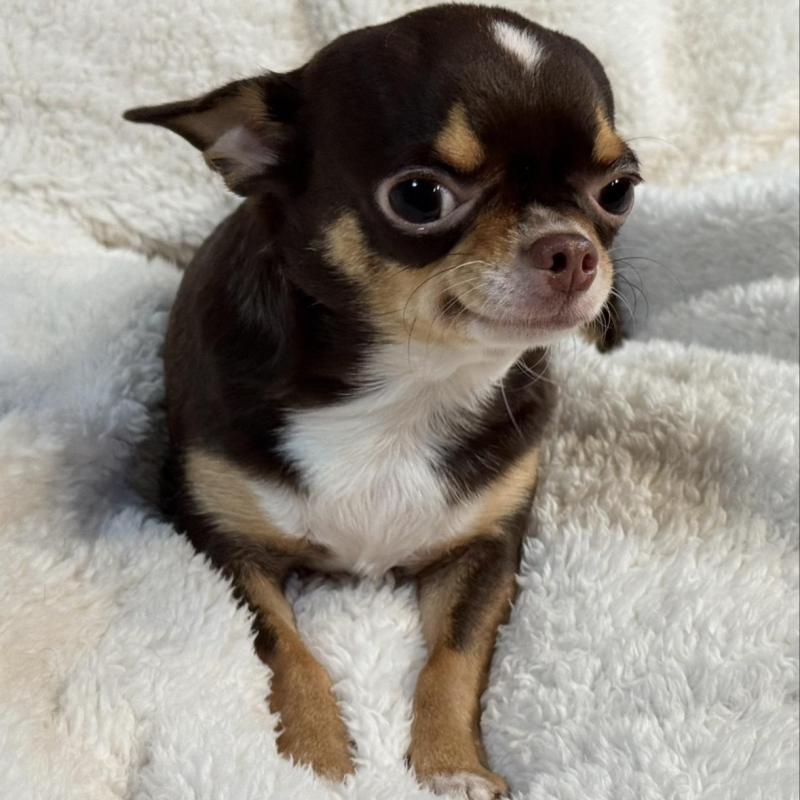 販売中の滋賀県のチワワ(スムースコート)-424170