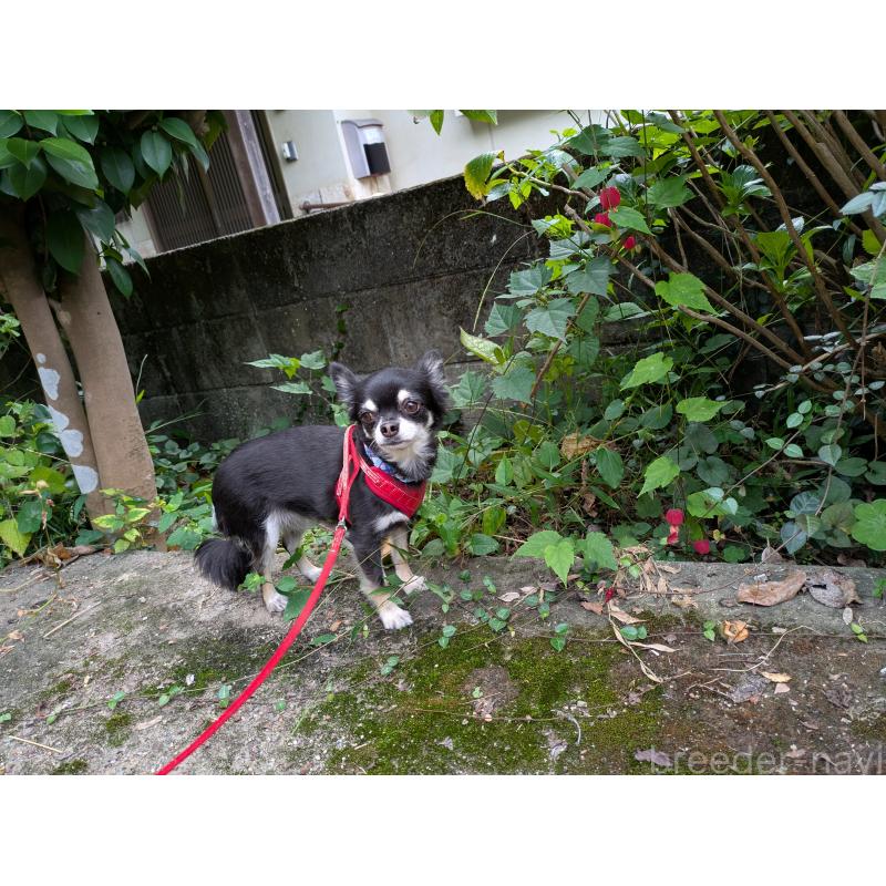 販売中の大分県のチワワ(ロングコート)-417896の6枚目