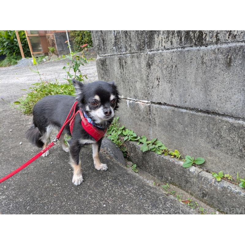 販売中の大分県のチワワ(ロングコート)-417896の5枚目