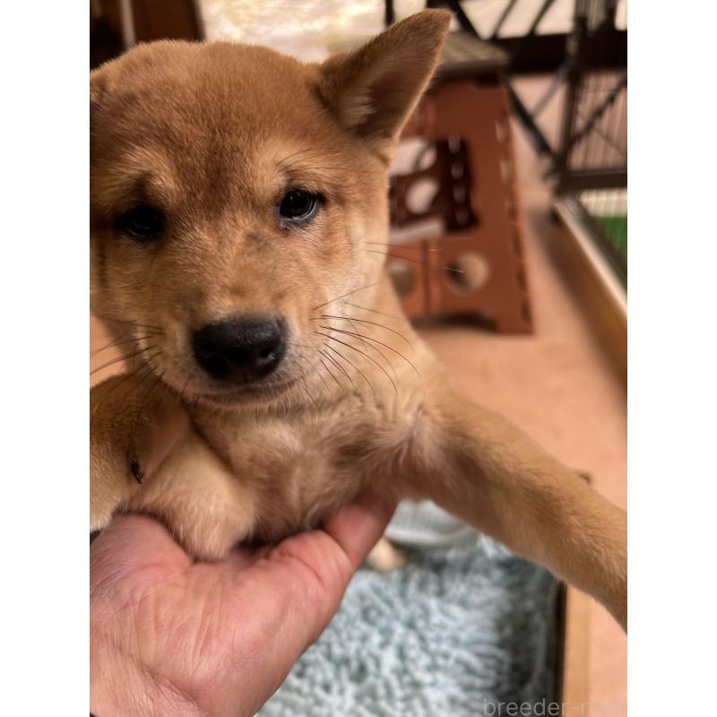 販売中の長崎県の豆柴-417289の2枚目