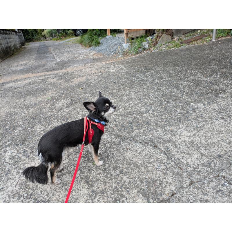 販売中の大分県のチワワ(ロングコート)-417896の3枚目