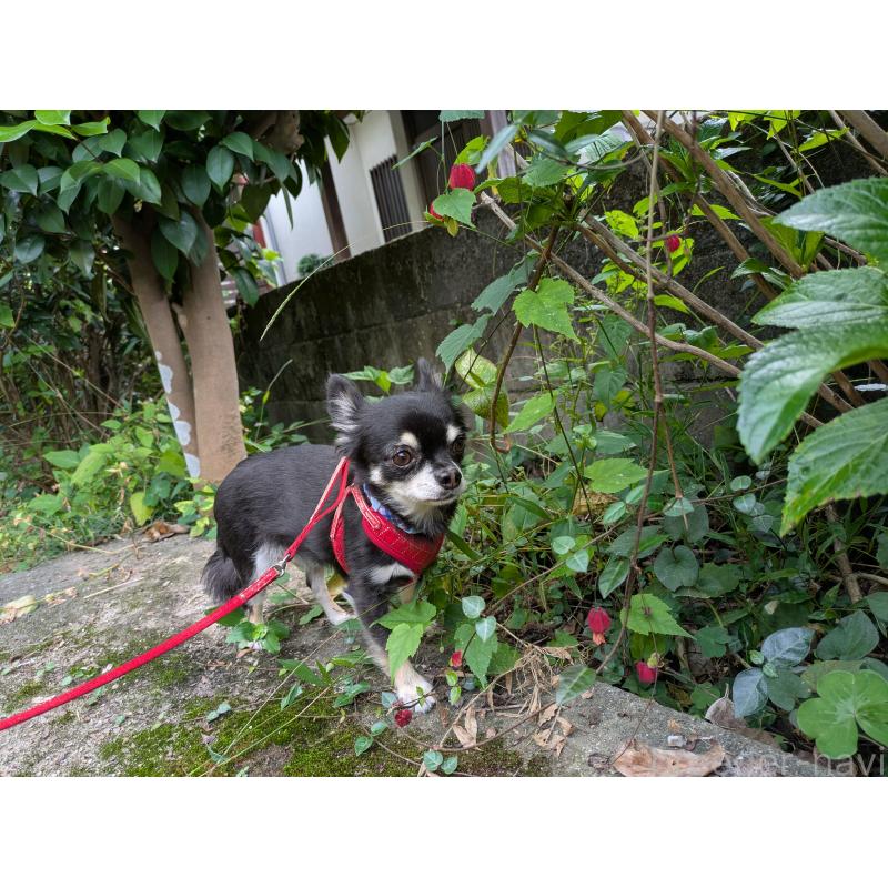 販売中の大分県のチワワ(ロングコート)-417896の2枚目