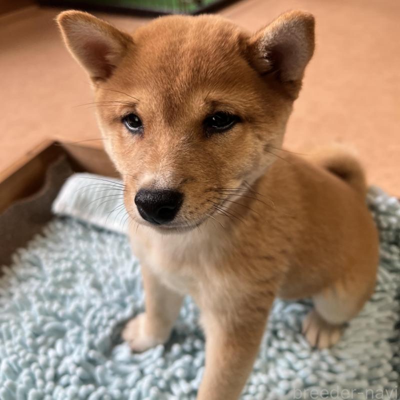 商談中の長崎県の豆柴-424171の1枚目