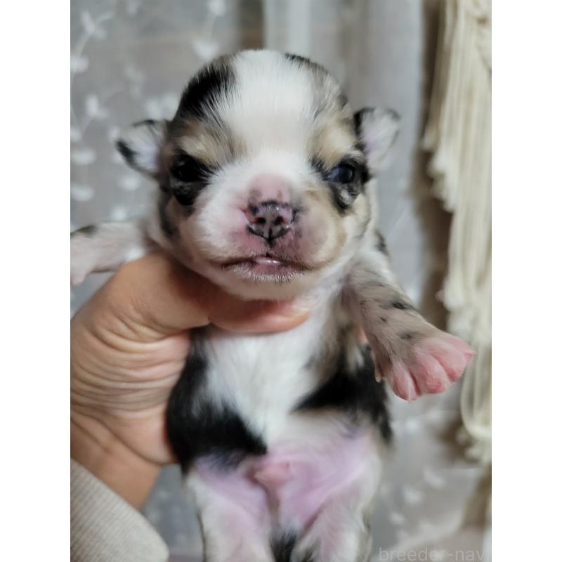 販売中の千葉県のチワワ(ロングコート)-424176の8枚目