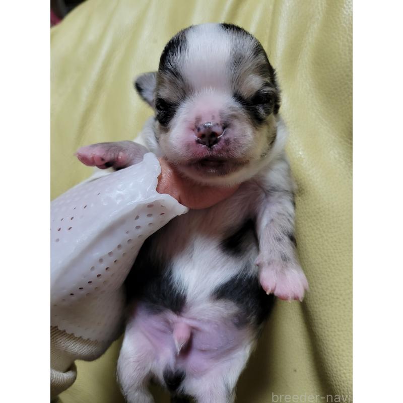 販売中の千葉県のチワワ(ロングコート)-424176の7枚目