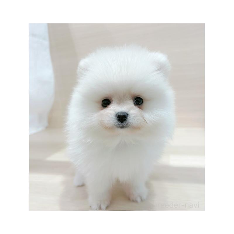 販売中の東京都のポメラニアン-424173の1枚目