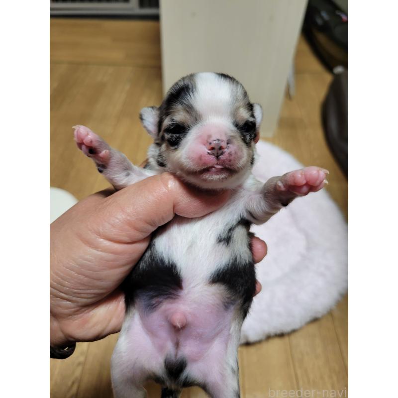 販売中の千葉県のチワワ(ロングコート)-424176の6枚目