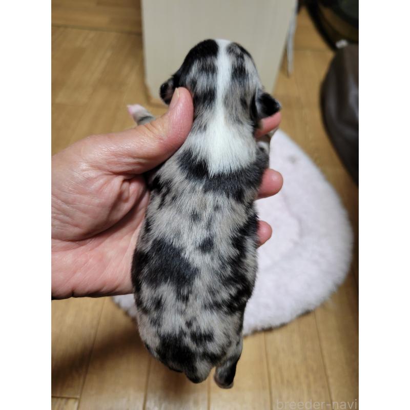 販売中の千葉県のチワワ(ロングコート)-424176の5枚目