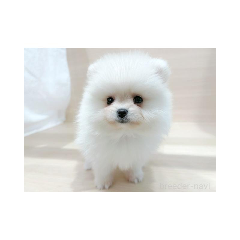 販売中の東京都のポメラニアン-424173の3枚目