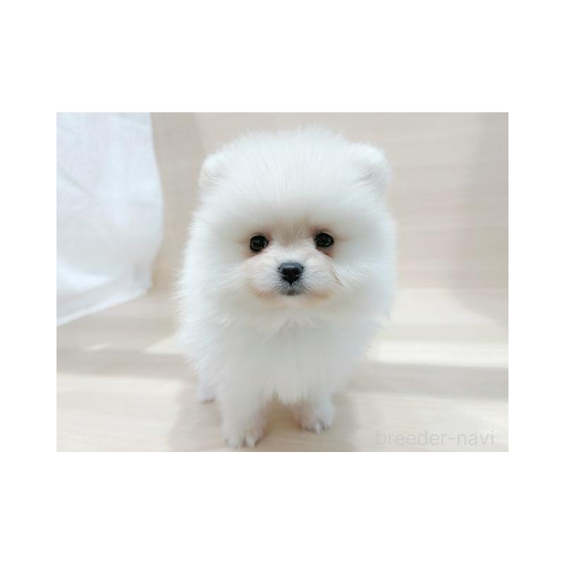 販売中の東京都のポメラニアン-424173の2枚目