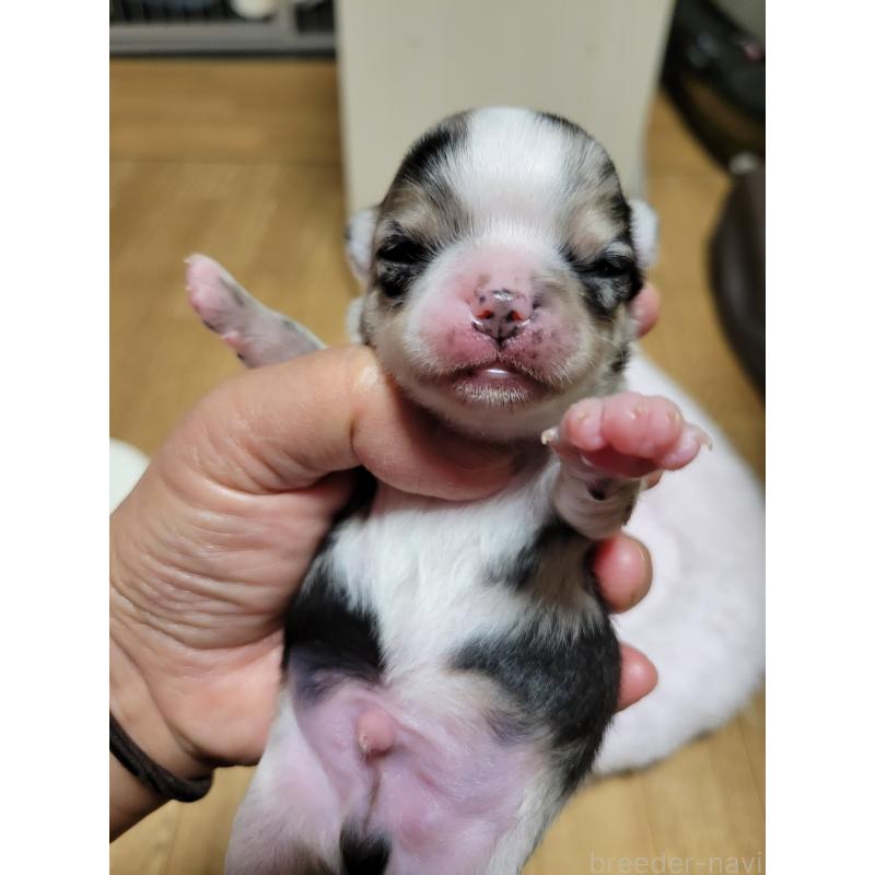 販売中の千葉県のチワワ(ロングコート)-424176の4枚目