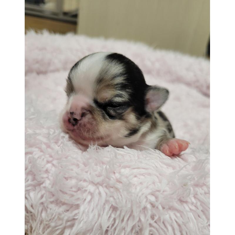 販売中の千葉県のチワワ(ロングコート)-424176の3枚目