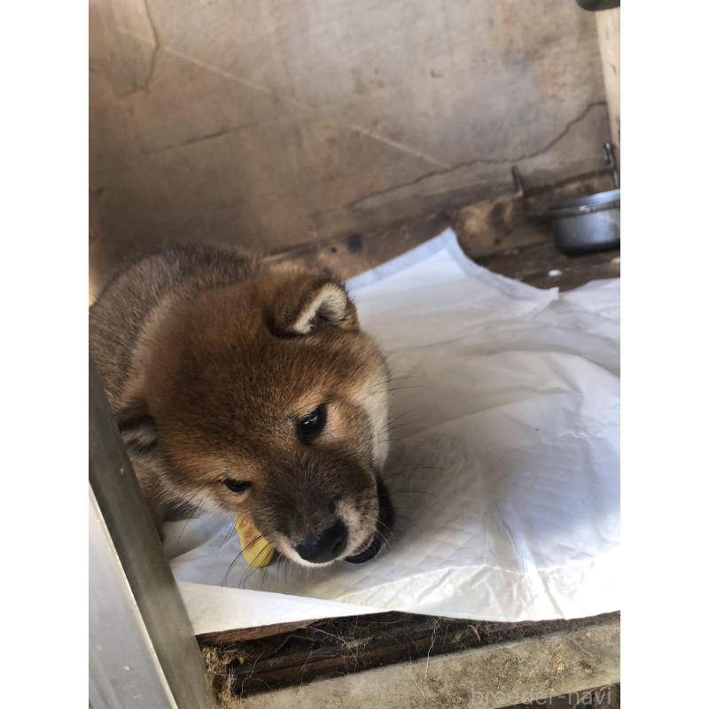 販売中の三重県の柴犬-424172の1枚目