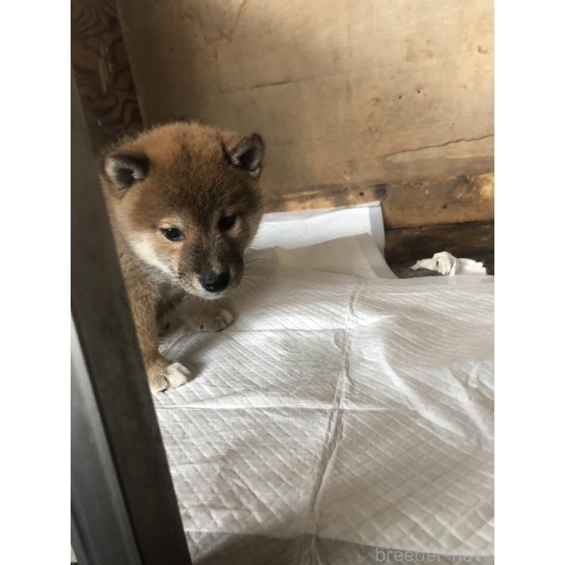 販売中の三重県の柴犬-424172の3枚目