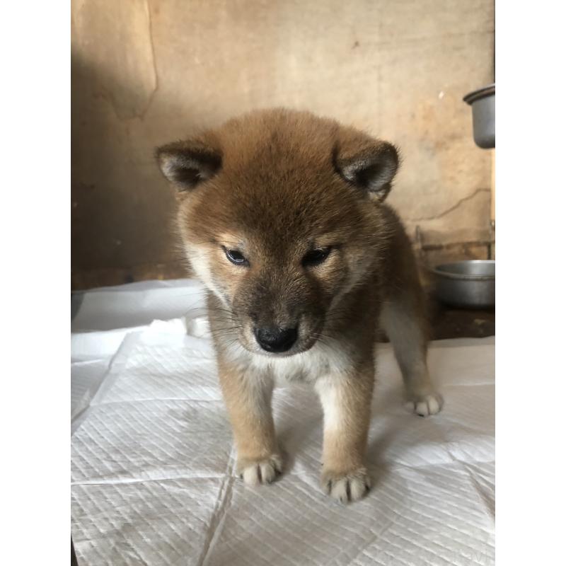 販売中の三重県の柴犬-424172の2枚目