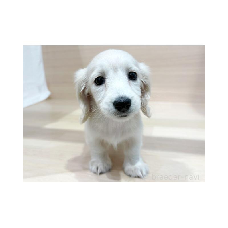 販売中の東京都のミニチュアダックスフンド(ロングヘアード)-424174の1枚目