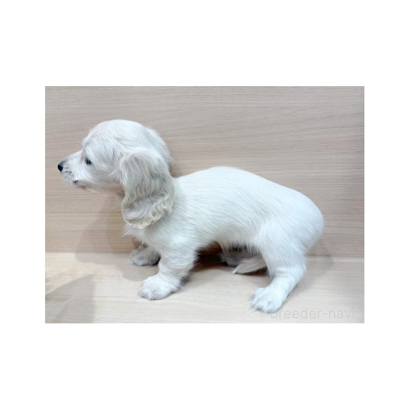 販売中の東京都のミニチュアダックスフンド(ロングヘアード)-424174の5枚目