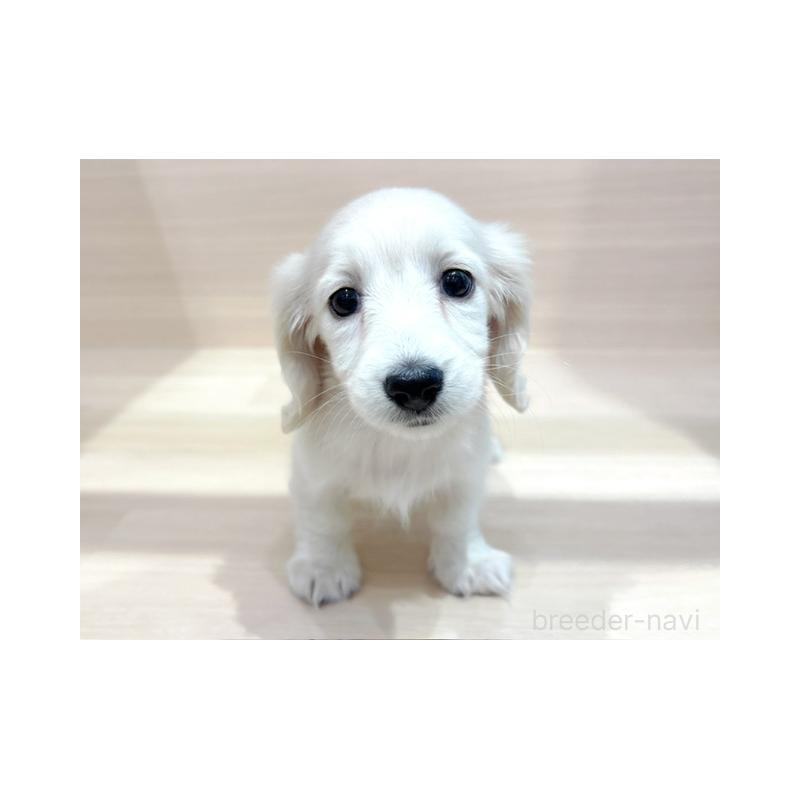 販売中の東京都のミニチュアダックスフンド(ロングヘアード)-424174の4枚目