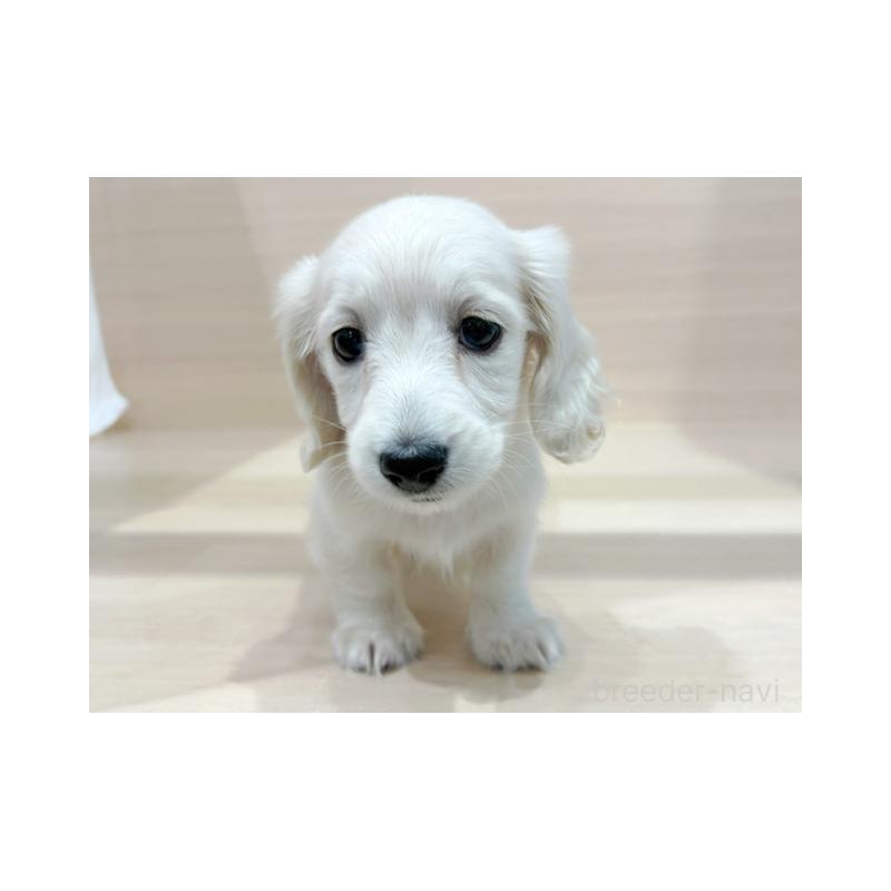 販売中の東京都のミニチュアダックスフンド(ロングヘアード)-424174の3枚目