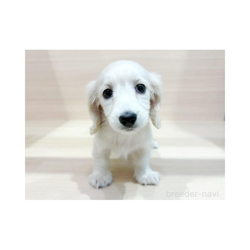 販売中の東京都のミニチュアダックスフンド(ロングヘアード)-424174の2枚目