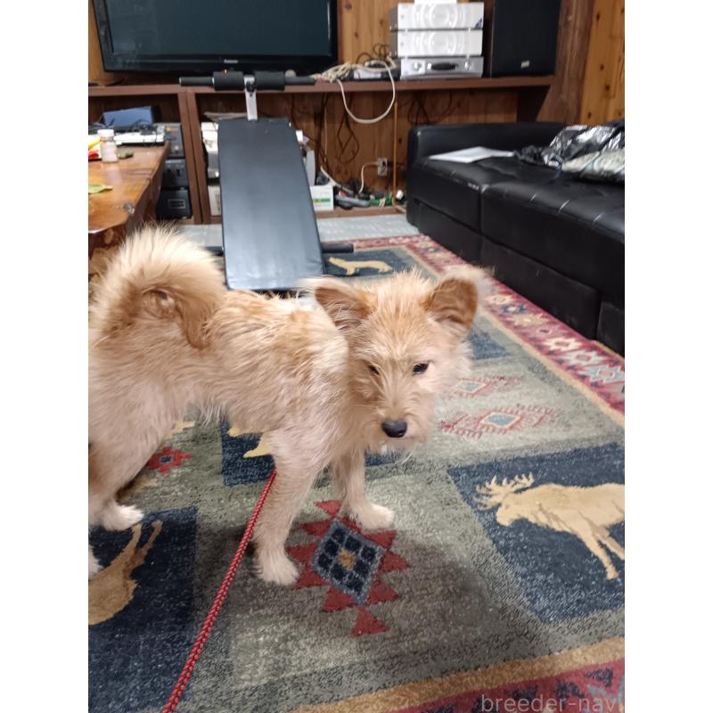 販売中の岩手県のミックス犬-424175の2枚目