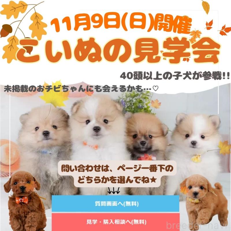 販売中の神奈川県のトイプードル-415202の3枚目