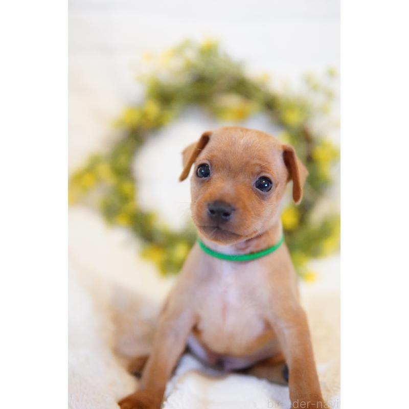 販売中の神奈川県のミニチュアピンシャー(ミニピン)-419612の4枚目