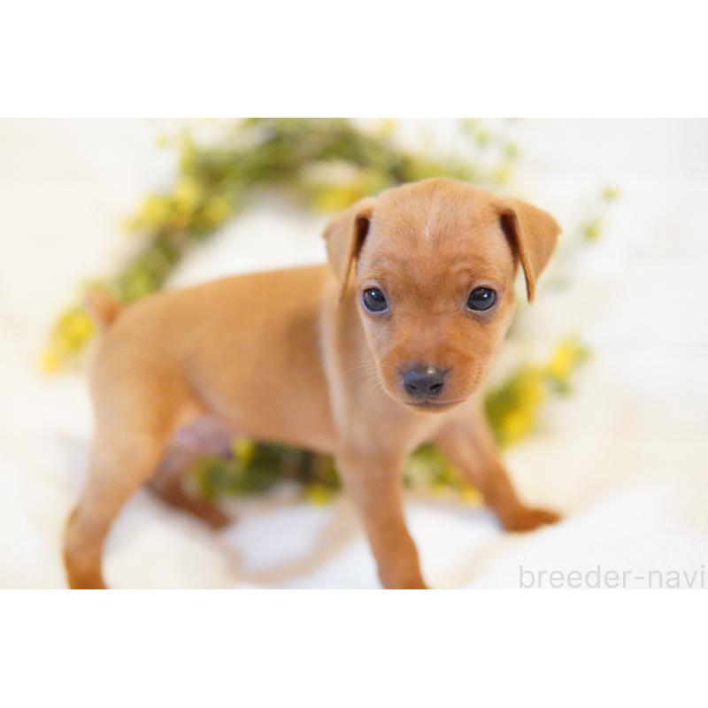 販売中の神奈川県のミニチュアピンシャー(ミニピン)-419612の3枚目