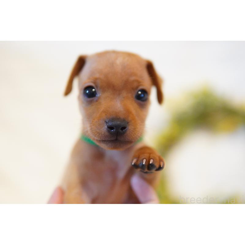 販売中の神奈川県のミニチュアピンシャー(ミニピン)-419612の2枚目