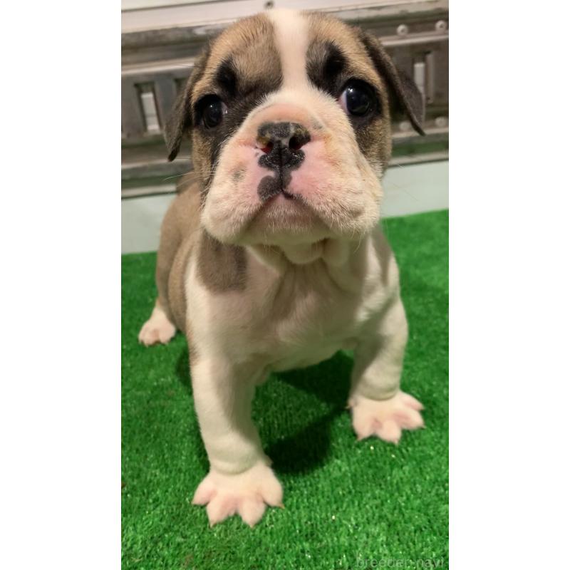 成約済の福岡県のブルドッグ-421563の5枚目