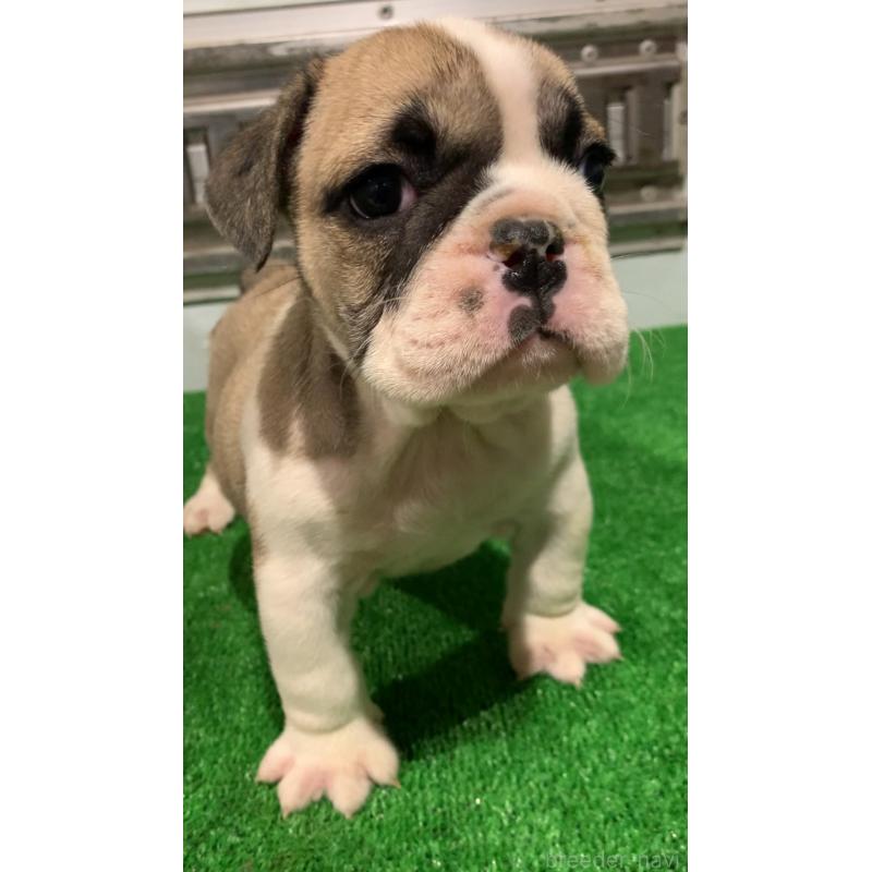 成約済の福岡県のブルドッグ-421563の4枚目