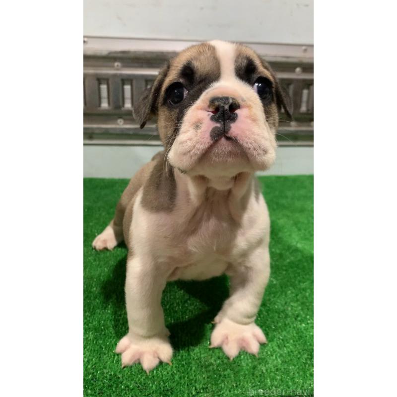 成約済の福岡県のブルドッグ-421563の3枚目