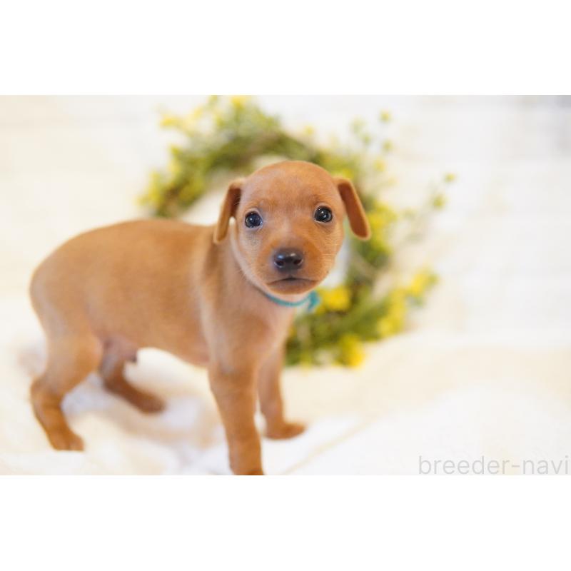 販売中の神奈川県のミニチュアピンシャー(ミニピン)-419613の3枚目